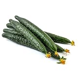 1000 Pc Semillas De Pepino Para Balcón - Comprar Plantas De Pepino, Plantas De Hortalizas, Semillas De Camas Elevadas Invernadero Orgánico De Semillas De Pepino, Semillas De Hortalizas