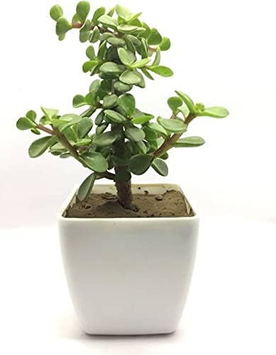 Plantec Js Stocks Green Jade Crassula Lucky Bonsai Feng Shui Plant (Pot Included)