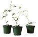 9Greenbox Fragrant Plant, Pink Jasmine- Jasminum Polyanthum, 3 Pound (Pack of 3)