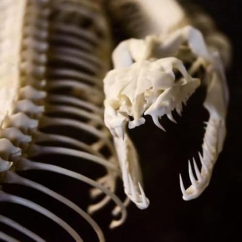 esqueleto de cobra