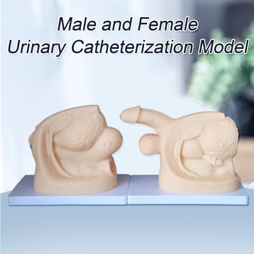 Image of Catheter Training Model Set, Male and Female Urinary Anatomy Models with Digital Markings, PVC Teaching Models for Nursing Education and Skills Practice