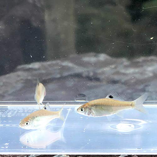 (淡水魚)カネヒラ (2~4cm±) (3匹)【生体】