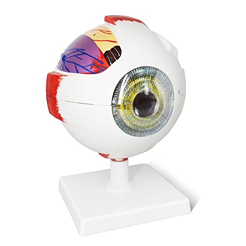 Image of EVOTECH SCIENTIFIC Human Eye Anatomy Model, 6 Parts 6X Enlarged Eyeball Anatomical Model Shows Optic Nerves Cornea Iris Lens and Vitreous Body with Removable Stand for Medical Classroom Teaching Study