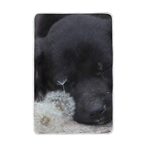 Enevotx Dog Play Dandelion Flower Blanket Big Soft Blanket Cozy And Perfect For Couch Sofa Chair Bed Office Soft Couch Throw Blanket Autumn Throw Blanket #TOP2