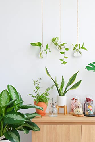 Ivolador I 3P003 Ivolador Terrarium Container Flower Planter Hanging Glass thumb #1