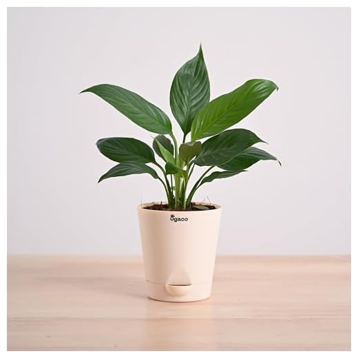 Ugaoo Peace Lily Plant with Self Watering Pot (Spathiphyllum Viscount)