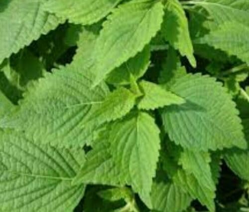 Buy4seeds Perilla Shiso Green 500 Seeds Simple to Grow