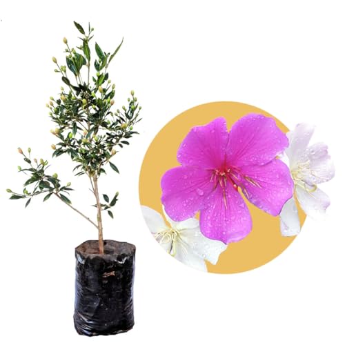 Muda de Manacá Da Serra Anão Ideal Para Calçadas e Jardins