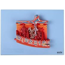 Axis Scientific Enlarged Model of Placenta | Human Reproductive System Anatomy Model | Detailed Cross Section Shows Blood Flow and Nutrition | Includes Instruction Key