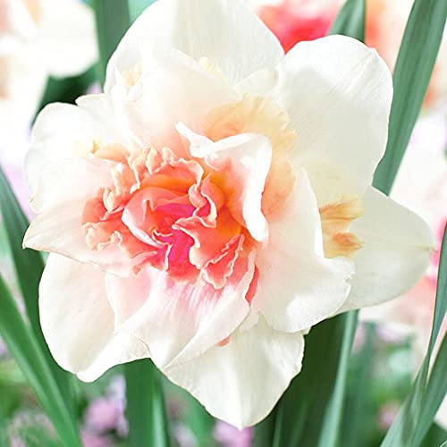 5x Bulbos de Narcisos Flores primavera Narciso planta Bulbo de flores Narciso Replete