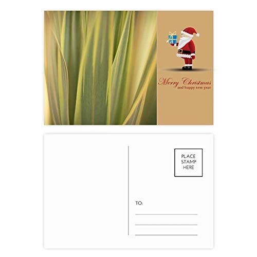 Cartes postales Père Noël et feuilles de plantes pour dire merci