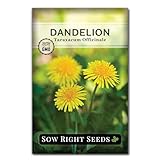 Sow Right Seeds - Common Dandelion Seeds for Planting - Non-GMO Heirloom Packet with Instructions to Grow an Outdoor or Indoor Herb Garden - Herbal Teas & Medicinal Uses - Great for Wildlife (1)