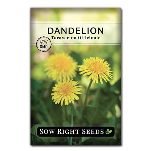 Sow Right Seeds - Common Dandelion Seeds for Planting - Non-GMO Heirloom Packet with Instructions to Grow an Outdoor or Indoor Herb Garden - Herbal Teas & Medicinal Uses - Great for Wildlife (1)