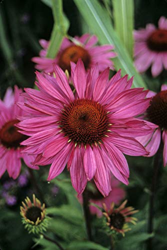 American Beauties Native Plants - Echinacea Ruby Star (Coneflower) Perennial pink flowers 1 - Size Container
