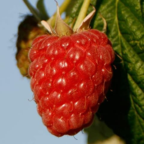 Thompson & Morgan Joan J Raspberry Canes Cover