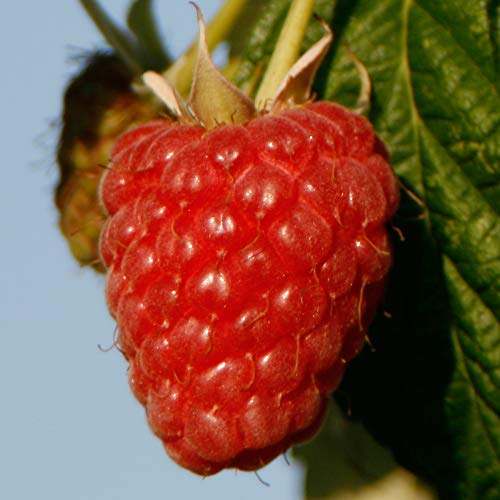 Raspberry Plant, Hardy Shrub, Fruit Growing, Kitchen Garden, Wildlife Garden, Gardens & Patios, 6 x Joan J Raspberry Canes <300mm by Thompson and Morgan