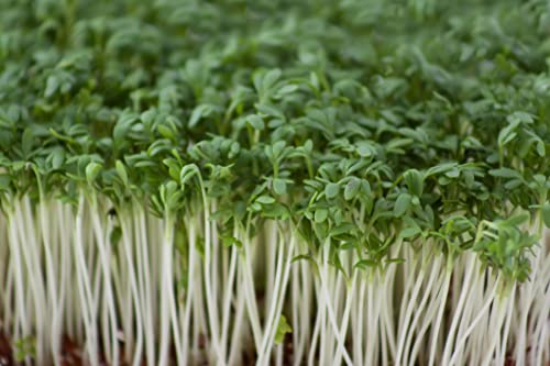JustSeed - Vegetable - Cress - Common Plain - 20 000 Seeds -Approx 60g
