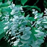 Eucalyptus Seeds for Planting (50 Seeds) - Popular for Cut and Flowers and Decor