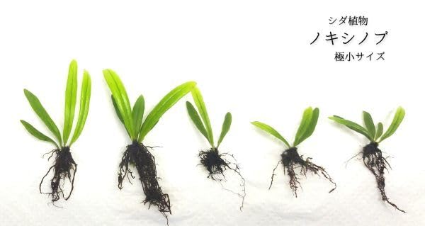 コビトホラシノブ 希少 小型シダ植物 パルダリウム 楽天市場】シダ 観葉 植物（種類（植物）コバルトシダ）の通販