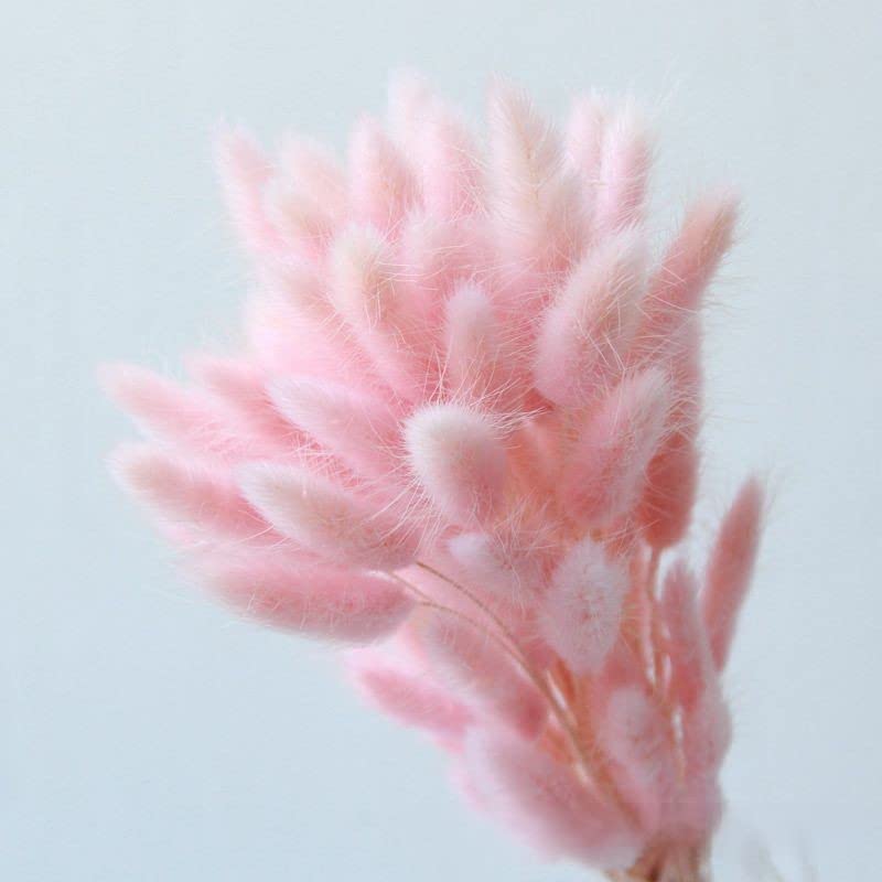 HUAMu Home Decoration Lagurus Ovatus Rabbit Tail Dried Flowers, Real Flower, Eternal Flower Dried Grass,Flower Bouquet, Natural Material Shooting Props Dried Flowers 120PCS (Light pink)