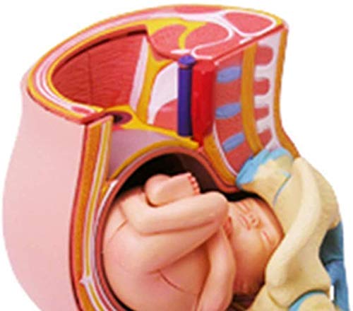 ERNZI Modelli di Materiale Educativo, Modello Educativo Modello Anatomico Organo Umano di Gravidanza - Modello Anatomico Umano