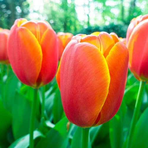 Votaniki Darwin Hybrid Tulip Triple A - Large & Long Lasting Blooms, Tulipa Darwinhybrid 'Triple A' Tulip Bulbs for Planting | Spring Blooming Perennial - Easy to Grow (6 Pack)