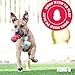 KONG Extreme Goodie Ribbon - Befüllbares Hundespielzeug aus Naturkautschuk - Für Mittelgroße Hunde