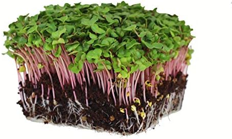 Radish Sprouting Seed - Red Arrow Variety - 1 Lb Seed Pouch - Heirloom Radish Sprouts - Non-GMO Sprouting and Microgreens