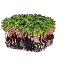 Radish Sprouting & Microgreens Seeds Red Arrow Variety 1 LB Non-GMO, Heirloom Fast-Growing, Spicy Radish Sprouts & Vibrant Micro Greens for Salads, Sandwiches, Smoothies & Indoor Gardening