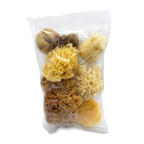 Natural Sea & Synthetic Sponges - Assorted Sizes 7Pc Value Pack For Crafts & Artists: Great For Painting, Hobbies, Art, Effects, Ceramics, Clay, Pottery By Lullingworth® #TOP1