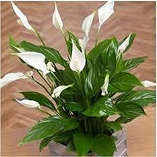 Guruji Plantation Lily Plant Indoor Plant For Home and Garden with Pot (Pack of 1) (White)