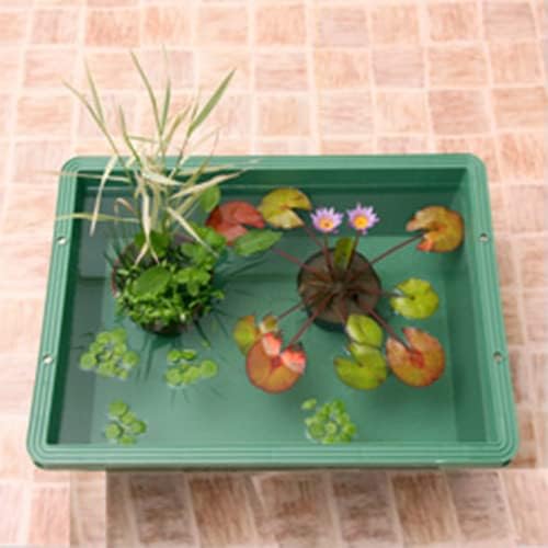 Amazon ビオトープ めだか 本格派ビオトープセット 熱帯性睡蓮 スイレン 白 説明書付 本州四国限定お一人様１点限り 休眠株 観葉植物 オンライン通販