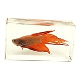 Siemese Fighting Fish Paperweight (1 5/8 x 2 7/8 x 1