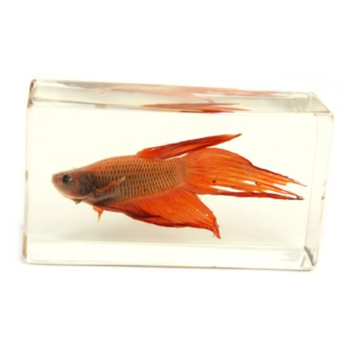 REALBUG Siemese Fighting Fish Paperweight (2.9x1.6x1)