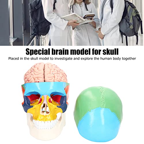 Modelo de Cérebro Humano, Modelo de Anatomia do Cérebro Humano Anatomia para Crianças Estudo de Neur