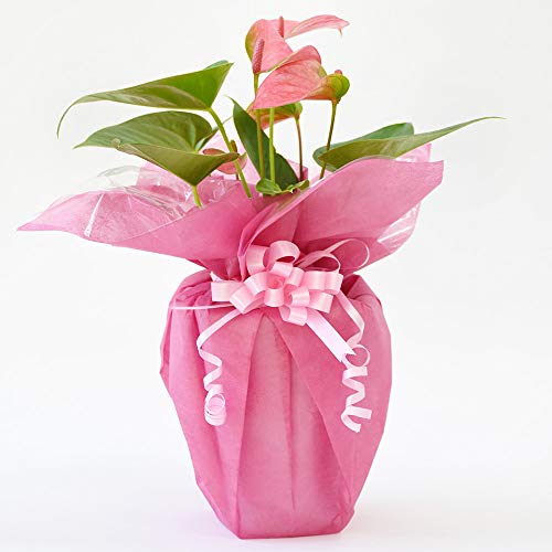 生花 アンスリウム ピンクの人気商品 通販 価格比較 価格 Com