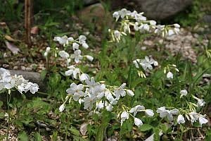 Amazon ツルハナシノブ 蔓花忍 白 7 5 9cmポット 花