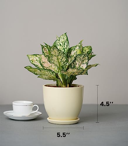 Image of Nurturing Green Aglaonema Eileen Plant in Ivory White Ceramic Pot | Gifting Exotic Plants Indoor | Eco Friendly Gifts For Birthday | Gifts For Birthday Special Unique
