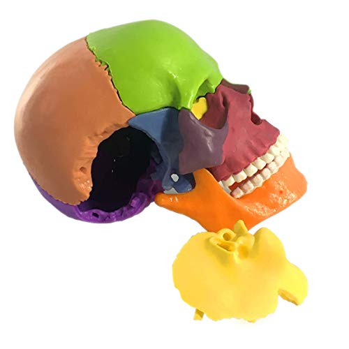 Amazon.com: EVOTECH SCIENTIFIC: Human Skull Models