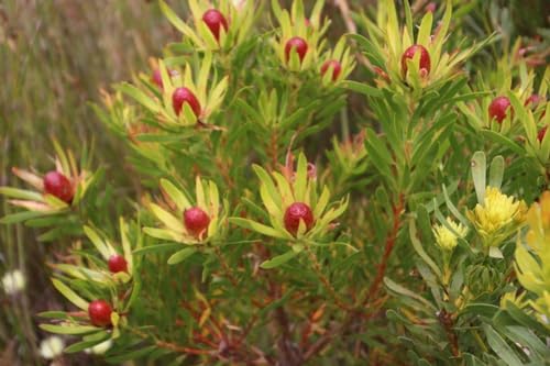 Spear Leaf conebush (Leucadendron spissifolium) 5 Seeds for Home Gardening and Planting