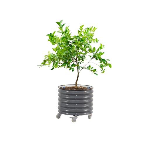 Image of Rolling Citrus Tree Planter Gen 3, Self-Watering 24 inch Wide Round Large Plant Pots for Lemon Trees Tomatoes Flowers, Raised Garden Beds with Wheels for Outdoor Patio Porch, 30 Gallon, Modern Gray
