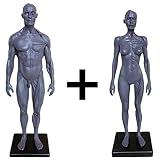 BIingkee Männer & Frauen Human Anatomy Figur Menschlicher Körper Muskel und Skelett Anatomisches Modell écorché und Hautmodell Labormaterial, Anatomisches Referenz für Künstler