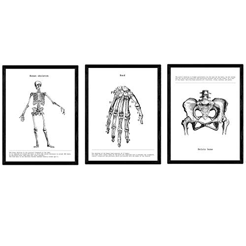 Paquet de feuilles sur la biologie et squelette | Affiches anatomie A4 encadrées