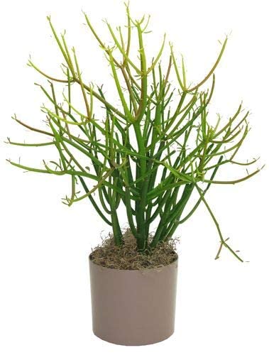PlantaZee Live Pencil Cactus/Euphorbia tirucalli/Milk bush Decorative Succulent For Home/Balcony/Garden - Healthy Live 1 Plant (B09TQVCMXQ) Amazon Price History, Amazon Price Tracker