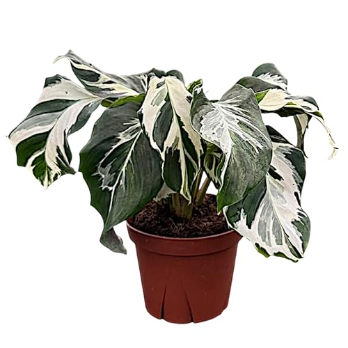 CoollectivePlants Calathea Stella Live Plant in 4" Growers Pot –