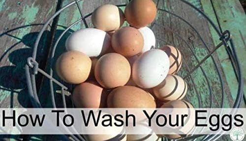 Miniatura 3 de Soporte de plástico para huevos, bandeja para huevos para refrigerador (paquete de 2), perfecto para mantener los huevos frescos, seguros y listos