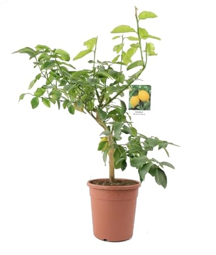 Limonero Natural Árbol para tu Jardín: Plantación Fácil y Natural