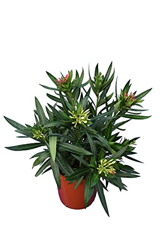 Adelfa Rosa Natural Arbusto Ideal para Crear Zonas Verdes