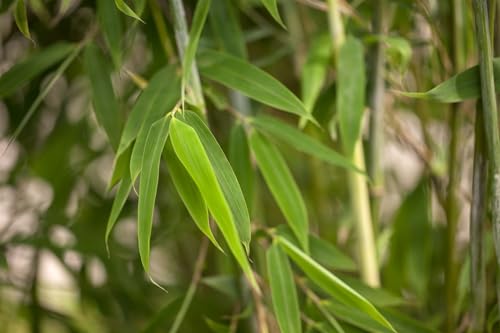 Fargesia 'Maasai' 80–100 cm – Winterhart, Immergrün, Pflegeleicht – Schirmbambus – Heckenpflanze für Garten & Sichtschutz