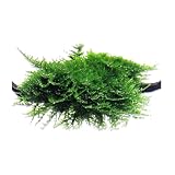 CANTON AQUATICS Christmas Moss Vesicularia Montagnei - Live Aquarium Plant - Freshwater - Low-Medium Light